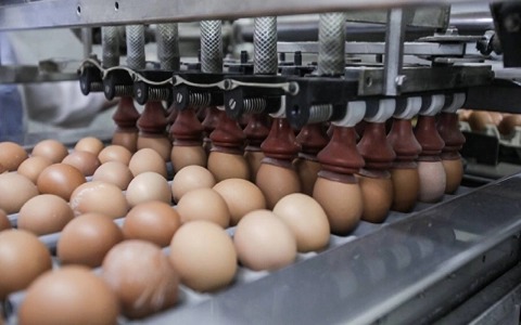 خرید و فروش سورتینگ تخم مرغ با شرایط فوق العاده
